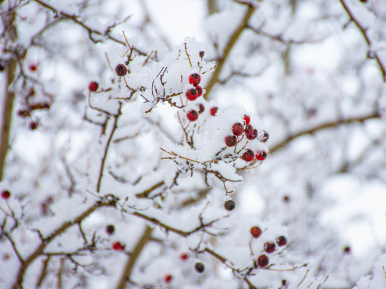 Can Muslims Celebrate Christmas?